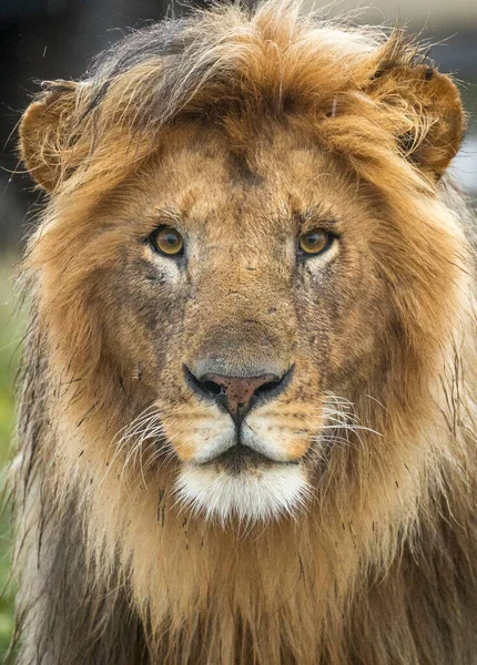 Vertical Portrait Lion Face Looking Straight Camera Ndutu Tanzania — Stock Photo, Image