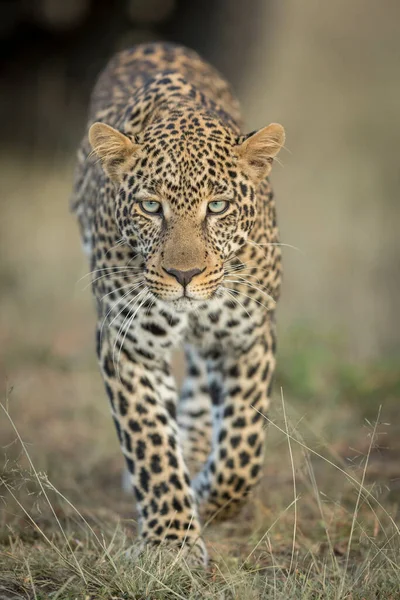 Vertical Portrait Adult Leopard Walking Camera Masai Mara Kenya — Stock Photo, Image