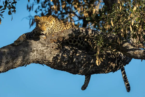 Retrato Horizontal Leopardo Deitado Uma Árvore Com Céu Azul Fundo — Fotografia de Stock