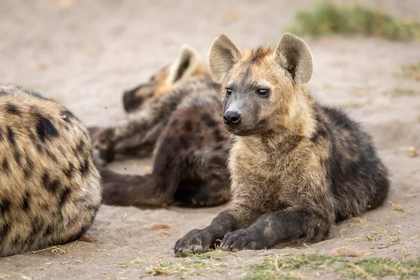 Baby Hyena Ležící Bdělý Mezi Svými Klany Savuti Botswaně — Stock fotografie