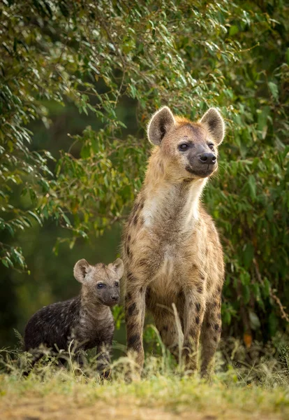 Verticaal Portret Van Een Hyena Moeder Haar Welp Die Naast — Stockfoto