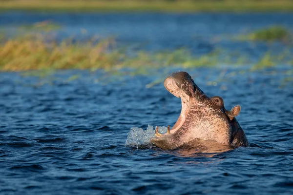 Botswana Chobe Nehri Nde Ağzı Açık Esneyen Genç Aygırı — Stok fotoğraf