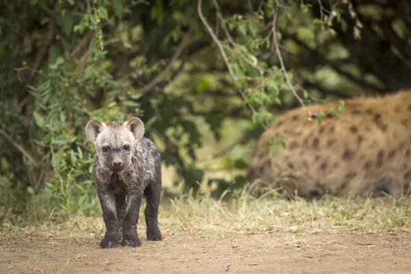 Kleines Hyänenjunges Steht Der Masai Mara Kenia Und Blickt Die — Stockfoto