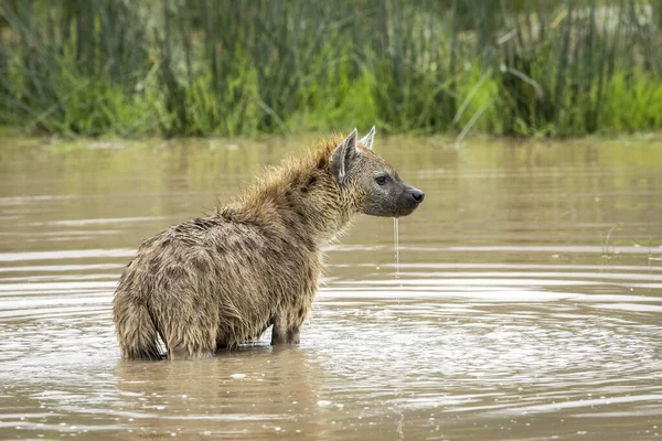 Hiena Dorosłych Stojąca Wodzie Stanie Alarmu Kraterze Ngorongoro Tanzanii — Zdjęcie stockowe