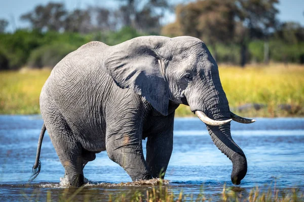 Gran Elefante Caminando Través Río Poco Profundo Luz Tarde Delta —  Fotos de Stock