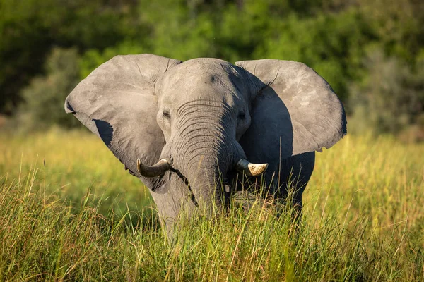 Elefante Com Orelhas Grandes Caminhando Direção Câmera Luz Sol Tarde — Fotografia de Stock