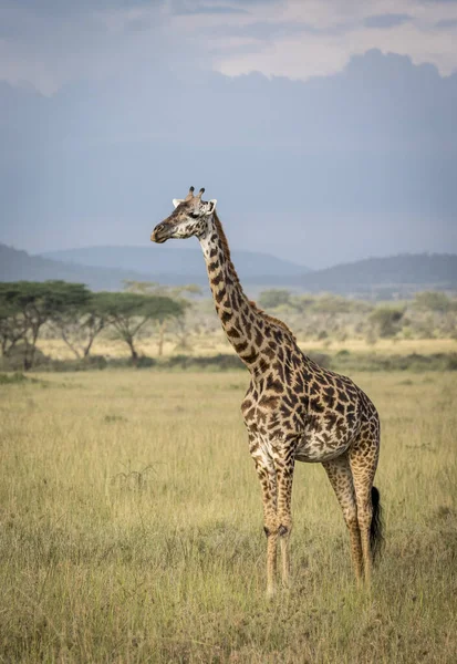 Retrato Vertical Uma Girafa Adulta Nas Planícies Parque Nacional Serengeti — Fotografia de Stock