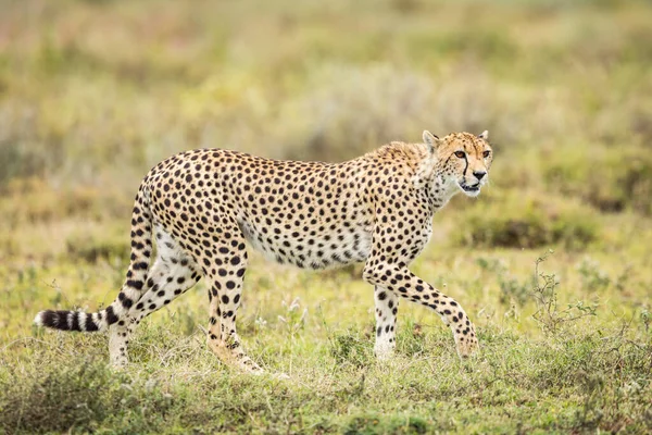 Portrait Horizontal Guépard Marchant Dans Buisson Vert Ndutu Tanzanie — Photo