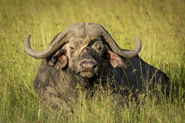 Bawół Leżący Zielonej Trawie Czerwonym Wołem Siedzącym Nosie Masai Mara — Zdjęcie stockowe