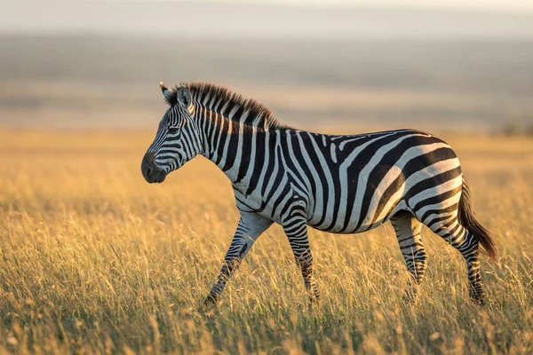 Dorosła Zebra Spacerująca Trawiastych Równinach Masai Mara Porannym Słońcu Kenii — Zdjęcie stockowe