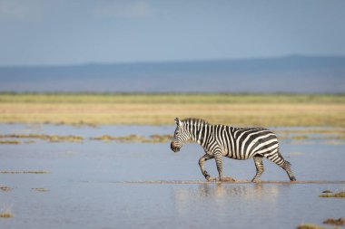 Yetişkin zebra, öğleden sonra Amboseli Ulusal Parkı 'nda sığ sularda yürüyor.