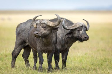 Kenya 'daki Masai Mara ovalarının çimlerinde alarmda bekleyen iki bufalo.