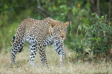 Kenya 'daki Masai Mara' da yeşil çalılıklarda yürüyen mavi gözlü yetişkin erkek leopar.