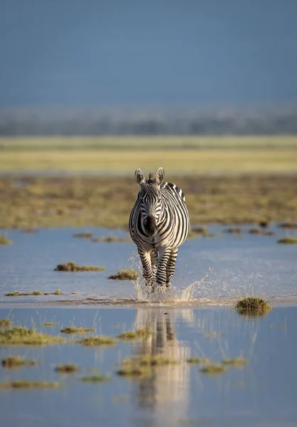 Retrato Vertical Uma Zebra Adulta Caminhando Direção Câmera Salpicando Água — Fotografia de Stock