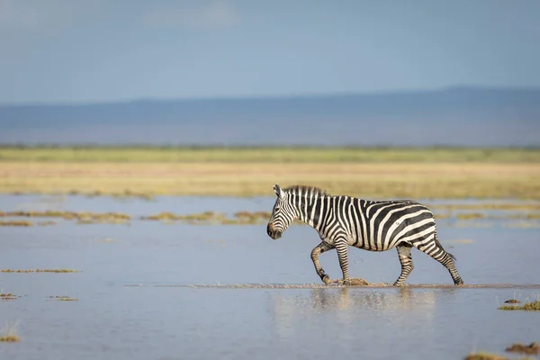 Zebra Adulta Caminhando Águas Rasas Luz Sol Tarde Parque Nacional — Fotografia de Stock