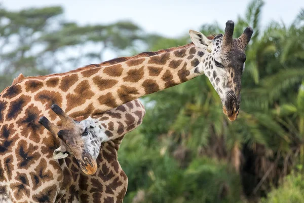 Dos Jirafas Macho Baten Cuellos Peleando Parque Nacional Serengeti Tanzania — Foto de Stock