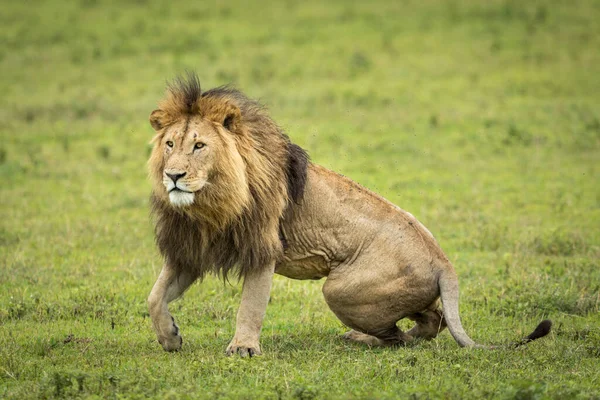 Male Lion Beautiful Mane Body Covered Flies Green Grass Ngorongoro — Stock Photo, Image