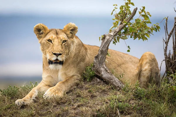 Ausgewachsene Löwin Liegt Der Nähe Eines Baumstumpfes Der Masai Mara — Stockfoto