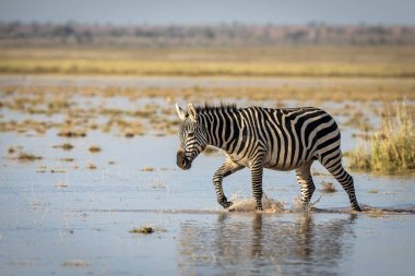 Kenya 'daki Amboseli Milli Parkı' nda, sıcak sarı gün ışığında suda yürüyen dişi zebra.