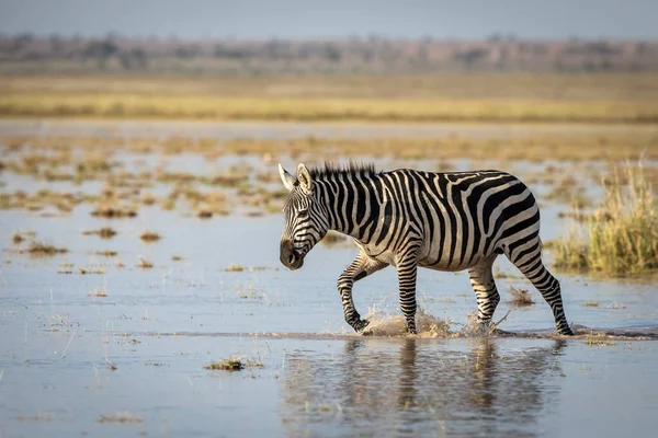 Femala Zebra Procházející Vodou Teplém Žlutém Slunečním Světle Národním Parku — Stock fotografie