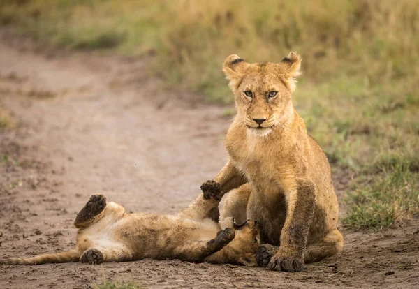 Dois Leões Bebés Brincar Terra Parque Nacional Serengeti Tanzânia — Fotografia de Stock