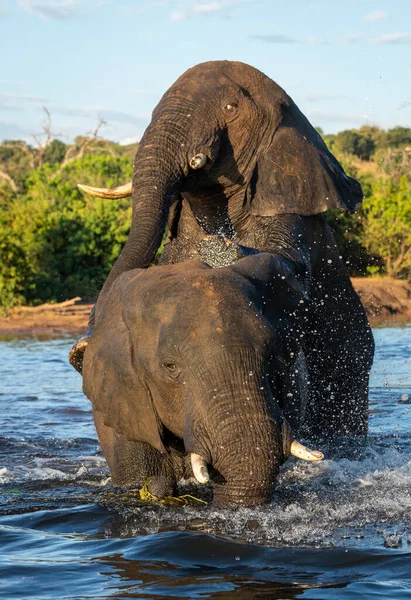 Retrato Vertical Dos Elefantes Agua Río Chobe Botswana —  Fotos de Stock