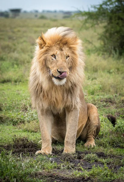 Retrato Vertical León Macho Con Una Hermosa Melena Ndutu Tanzania —  Fotos de Stock