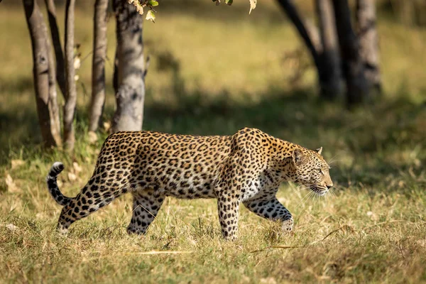 Leopardo Adulto Caminando Arbusto Entre Los Árboles Luz Del Sol —  Fotos de Stock