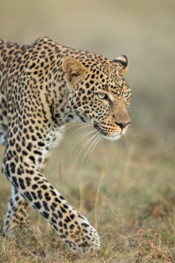 Kenya 'daki Masai Mara' da kuru çalılıklarda yürüyen yetişkin bir leoparın dikey portresi.