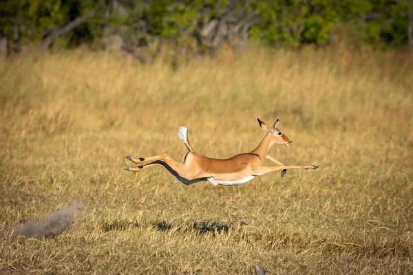 Dospělá Žena Impala Běží Rychlostí Deltě Řeky Okavango Botswaně — Stock fotografie