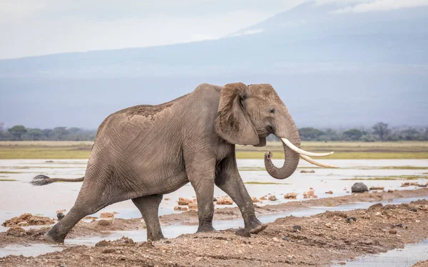 在肯尼亚安博塞利国家公园潮湿泥泞的平原上行走的成年大象 — 图库照片