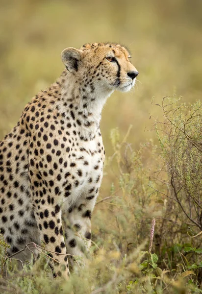 Vertical Portrait Adult Cheetah Sitting Looking Alert Ndutu Tanzania — Stock Photo, Image