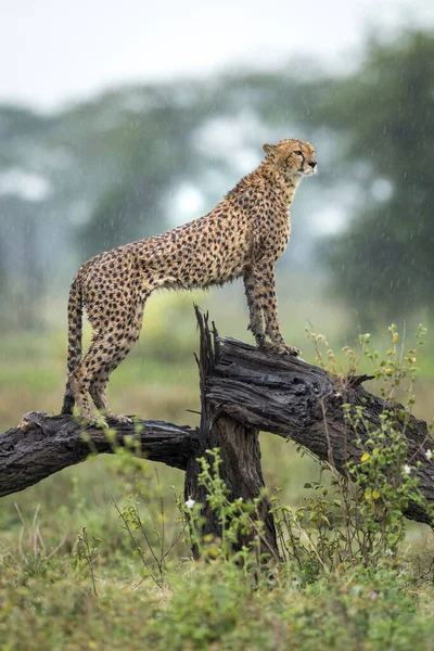 Portrait Vertical Guépard Adulte Debout Sur Arbre Mort Mouillé Sous — Photo