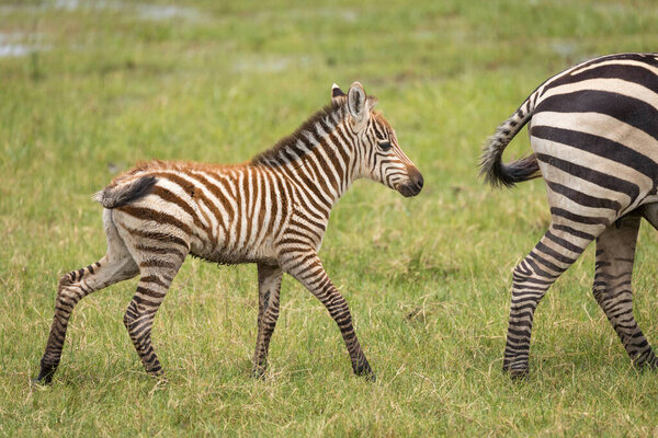 Small baby zebra walking behind its mum in Amboseli in Kenya