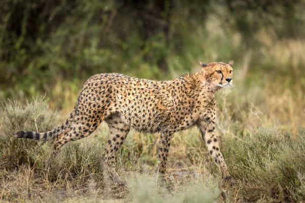 Cheetah Adulto Andando Mato Chuva Olhando Alerta Ndutu Tanzânia — Fotografia de Stock
