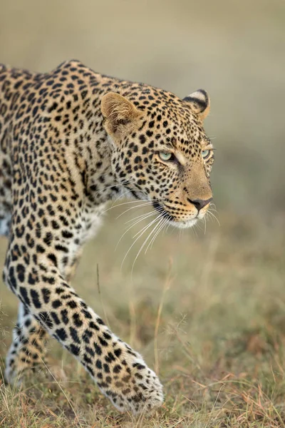 Retrato Vertical Leopardo Adulto Caminhando Arbusto Seco Olhando Alerta Masai — Fotografia de Stock