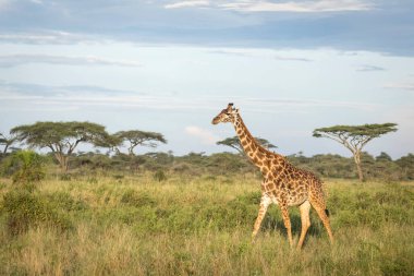 Yetişkin dişi zürafa Tanzanya 'daki Serengeti Ulusal Parkı' nda sıcak altın güneş ışığında yürüyor.