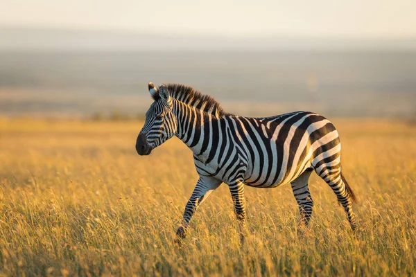 Dorosła Zebra Spacerująca Wysokiej Trawie Złotym Porannym Słońcu Masai Mara — Zdjęcie stockowe