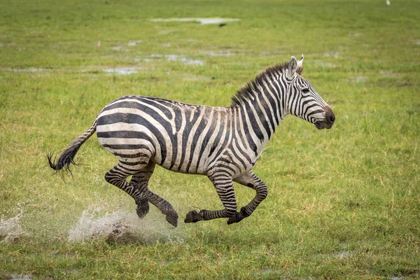 Zebra Biegnie Pełną Prędkością Zielonych Równinach Parku Narodowego Amboseli Kenii — Zdjęcie stockowe