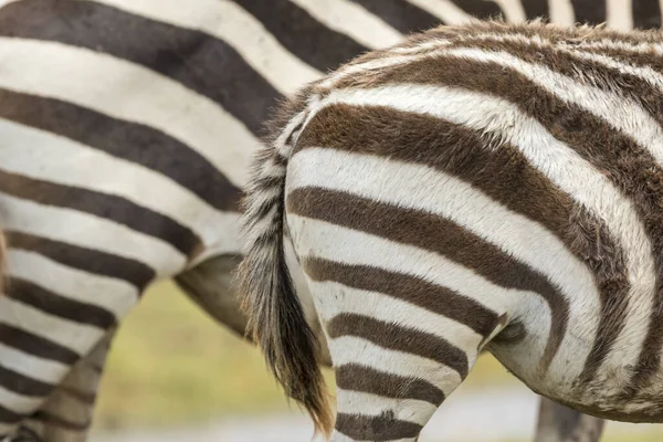Zebra\'s fur with brown and white stripes in Amboseli National Park in Kenya