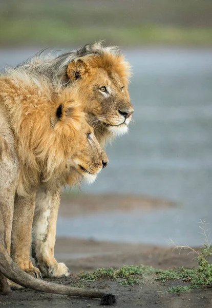 Tanzanya Ndutu Yağmurda Suyun Kenarında Duran Iki Erkek Aslan — Stok fotoğraf