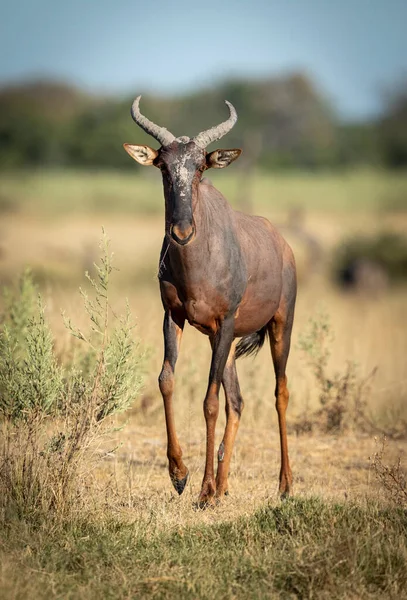 Verticaal Portret Van Een Volwassen Topi Antilope Wandelend Moremi Okavango — Stockfoto