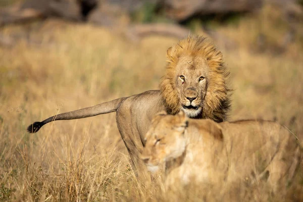 Leões Machos Fêmeas Grama Seca Rio Khwai Delta Okavango Botsuana — Fotografia de Stock