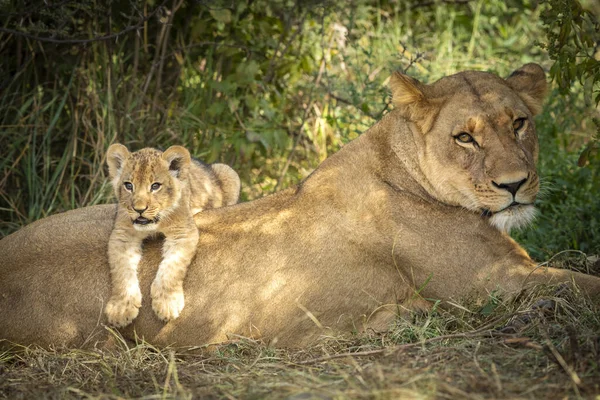 Cute Baby Lion Lying Its Mother Savuti Botswana — Stock Photo, Image