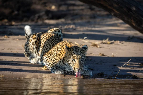 博茨瓦纳乔贝河边喝水边的豹子蹲伏 — 图库照片