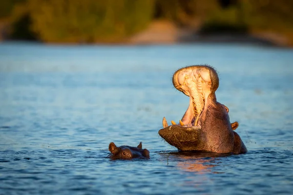 Hippo Het Water Geeuwen Gouden Middag Licht Chobe River Botswana — Stockfoto