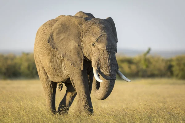 在肯尼亚的马赛马拉草原上行走的大象 — 图库照片