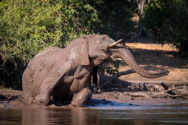 Botsvana 'daki Chobe Nehri' nde çamurla kaplı büyük bir fil yatıyordu.