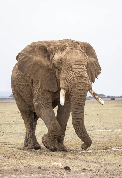 Retrato Vertical Grande Elefante Touro Coberto Caminhadas Lamacentas Nas Planícies — Fotografia de Stock