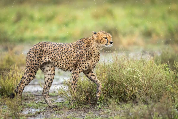 Cheetah Adulto Andando Chuva Olhando Alerta Ndutu Tanzânia — Fotografia de Stock